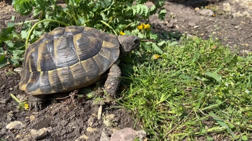 Iglu, unsere griechische Landschildkröte